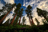 Bearskin Grove, Giant Sequoia National Monument