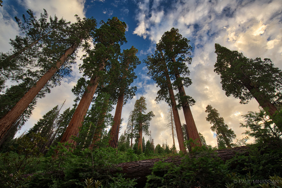 Bearskin Grove, Giant Sequoia National Monument