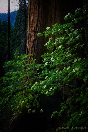 Dogwood and Sequoia