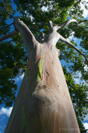Rainbow Tree at Dole Plantation