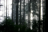 Forest Mist