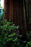 Giant Sequoia and Dogwood