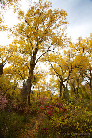 Cottonwood Path