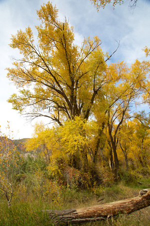 Fall Cottonwood