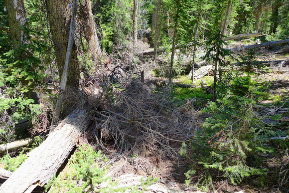 Insane undergrowth and dead-falls on the way back down.