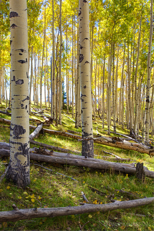 Whipple Mountain Aspen