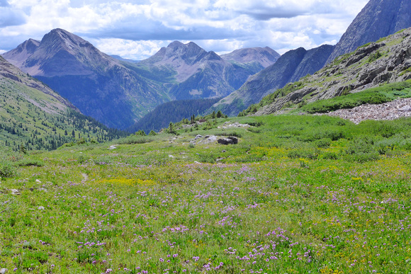 wildflowers near Trinity Lake