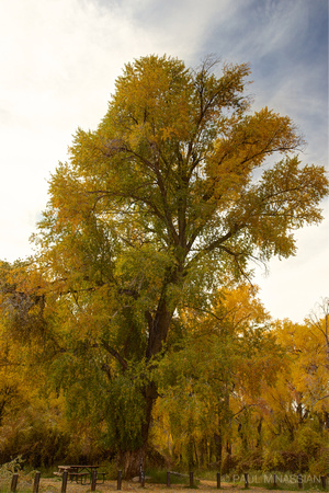 Eagle River Cottonwood